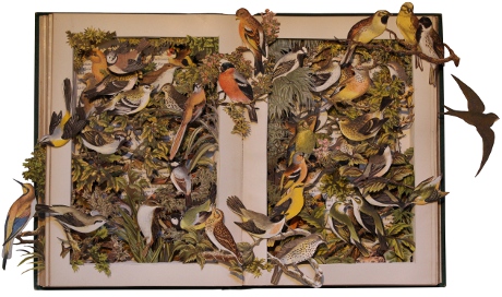 carved 3D book by Kerry Miller: The Smaller British Birds