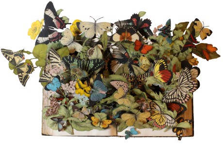 carved 3D book by Kerry Miller: A Hand-Book to the Order Lepidoptera